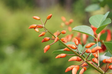 orange flower in the gard