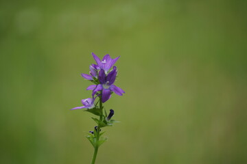 Fototapeta premium blue and purple flowers