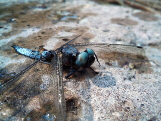 Wet dragonfly with wet wings sits on a stone