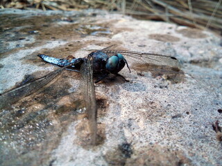 Wet dragonfly with wet wings sits on a stone