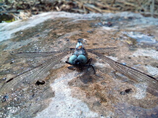 Wet dragonfly with wet wings sits on a stone