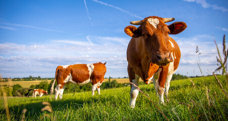 Troupeau de vache dans une prairie en France au printemps.