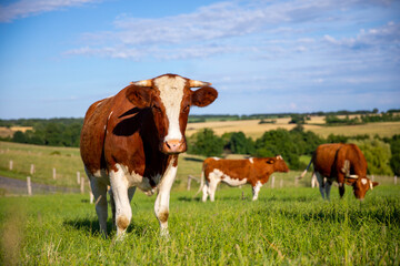 Fototapeta na wymiar Troupeau de vache laitière en campagne au printemps.