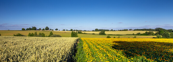 Fototapeta na wymiar Paysage au printemps, campagne et agriculture en France.