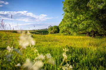 Paysage fleuri en campagne au printemps sous le soleil.