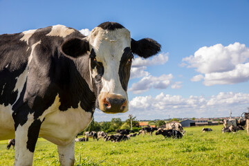 Troupeau de vache laitière dans les champs au printemps.