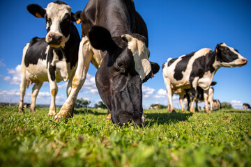 Vache laiti&egrave;re noir et blanche en train de brouter dans les champs.