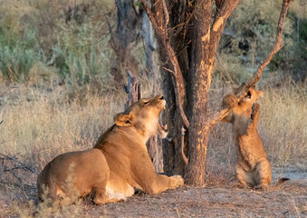 Obraz premium Yawning African lioness and her exploring cub isolated under a tree in the African bush
