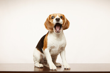 Fototapeta na wymiar Studio shot of a beagle catching a treat. The dog is isolated against a white background. Funny dog face. Hound dog. 