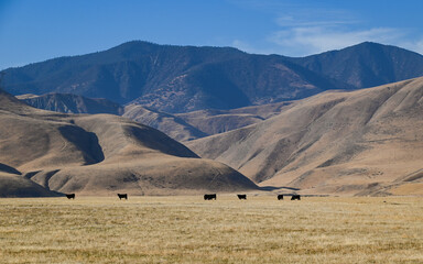 Obraz premium Cow Herd with San Emigdio Mountains