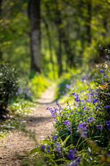 Chemin au milieu de la forêt au printemps.