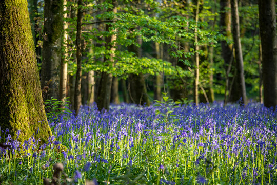 Sous bois dans une for&ecirc;t au printemps fleuri de clochettes violettes.