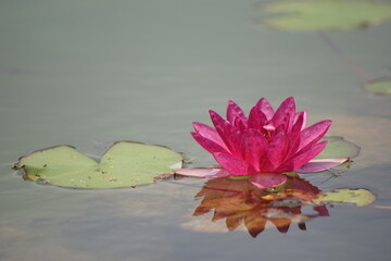 スイレン 睡蓮 pink water lily