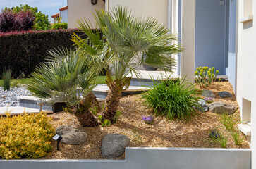 Palmier dans un petit jardin paysagé moderne.