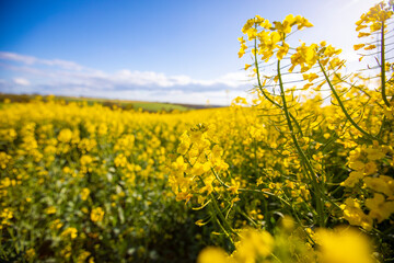 Obraz premium Camp de colza jaune en été dans la campagne de France.