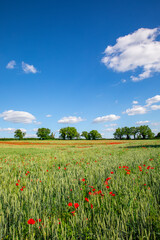 Champ fleuri de coquelicots au peintemps dans la campagne fran&ccedil;aise.