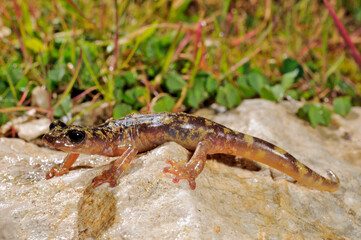 Monte Albo cave salamander // Monte-Albo-Höhlensalamander (Speleomantes flavus / Hydromantes flavus) - Sardinia, Italy