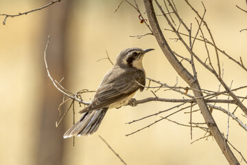Black-eared Cuckoo in Northern Territory Australia