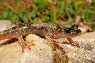 lungless cave salamander from Sardina in Italy - Monte Albo cave salamander (Speleomantes flavus) 