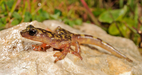 Monte Albo cave salamander // Monte-Albo-Höhlensalamander (Speleomantes flavus / Hydromantes flavus)