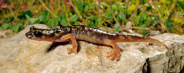 lungless cave salamander from Sardina in Italy - Monte Albo cave salamander (Speleomantes flavus) 