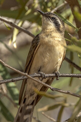 Black-eared Cuckoo in Northern Territory Australia