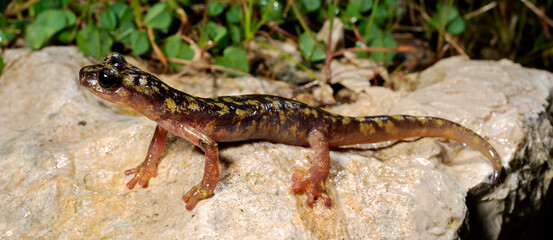 Lungenloser Höhlensalamander aus Sardinien (Italien) - Monte-Albo-Höhlensalamander (Speleomantes flavus) 