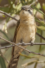 Black-eared Cuckoo in Northern Territory Australia