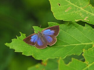 ムラサキシジミ