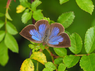 ムラサキシジミ