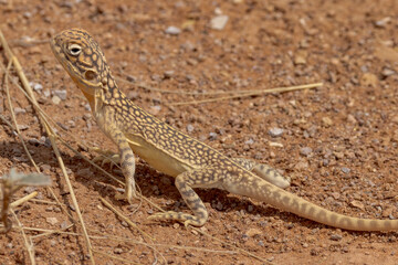 Central Netted Dragon in Northern Territory Australia