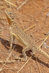 Central Netted Dragon in Northern Territory Australia