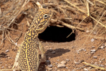Central Netted Dragon in Northern Territory Australia