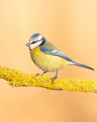 Obraz premium Bird - Blue Tit ( Cyanistes caeruleus ) perched on tree winter time small bird on orange background