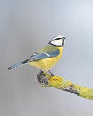 Obraz premium Bird - Blue Tit ( Cyanistes caeruleus ) perched on tree winter time small bird on blue background