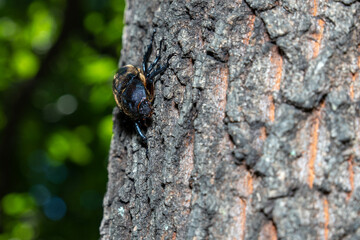 樹液の蜜にに集まる昆虫