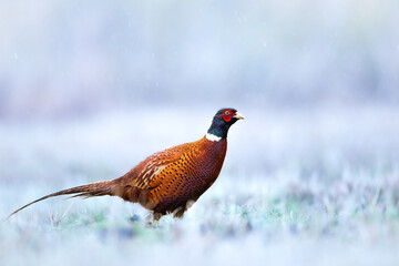 Common pheasant (Phasianus colchius) Ring-necked pheasant in natural habitat, blue background, grassland