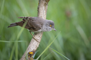 barred warbler - migratory passerine singing bird (Sylvia nisoria) sitting on branch, male - Poland, Europe