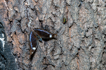 樹液の蜜にに集まる昆虫