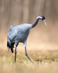 Fototapeta premium Wild common crane, grus grus, walking on hay field in spring nature. Large feathered bird landing on meadow from side view. Animal wildlife in wilderness.