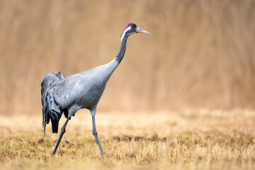 Wild common crane, grus grus, walking on hay field in spring nature. Large feathered bird landing on meadow from side view. Animal wildlife in wilderness.