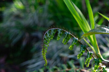 fern in the garden