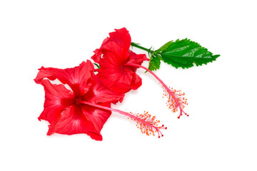 Fototapeta premium Red Hibiscus flower isolated on white background