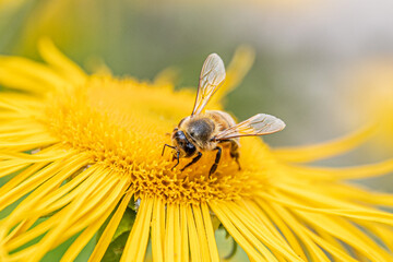 Flowerbee
