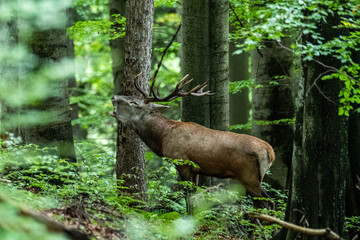 Red Deer (Cervus elaphus) stag during the rutting season. Bieszczady Mts., Carpathians, Poland.