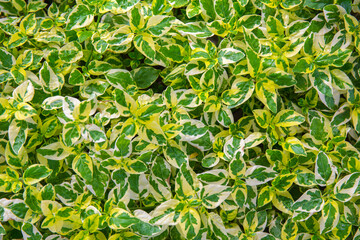 green leaves background for design or add text message. plant leaf fresh for backdrop.