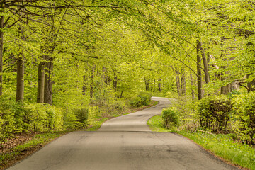 Obraz premium Spring forest 