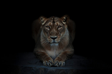 Majestic Asiatic Lion Portrait in green background. Male, female lion in nature in India. - obrazy, fototapety, plakaty