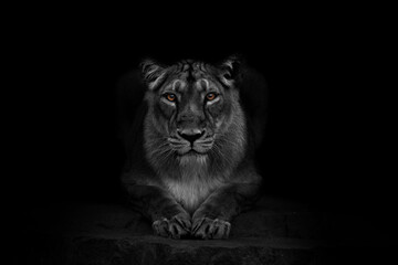 Majestic Asiatic Lion Portrait in green background. Male, female lion in nature in India.