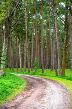 walk way in the green pine forest.